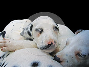 Dalmatian puppies