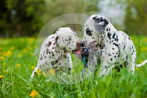 Dalmatian puppies