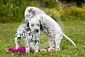 Dalmatian puppies