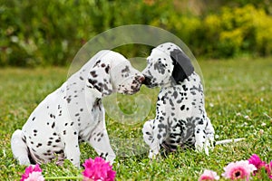 Dalmatian puppies