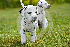 Dalmatian puppies