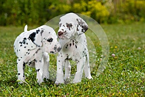 Dalmatian puppies