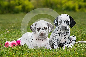 Dalmatian puppies