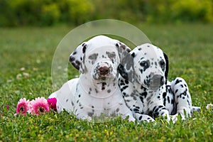 Dalmatian puppies