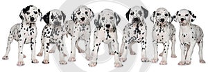 Dalmatian puppies