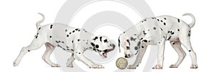 Dalmatian puppies playing together with a ball photo