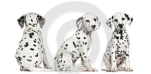 Dalmatian puppies sitting in different positions