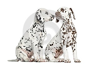Dalmatian puppies sitting, sniffing each other