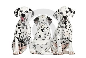 Dalmatian puppies sitting together,