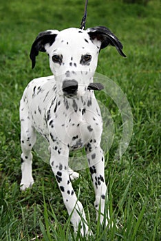 Dalmatian puppy