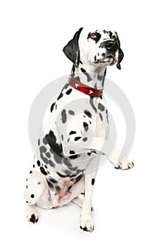 Dalmatian puppy