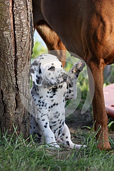 Dalmatian puppy