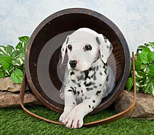 Dalmatian Puppy