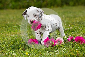 Dalmatian puppy