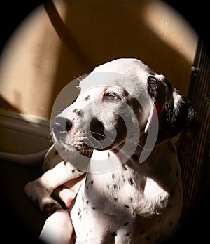 Dalmatian Puppy