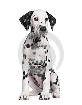 Dalmatian puppy