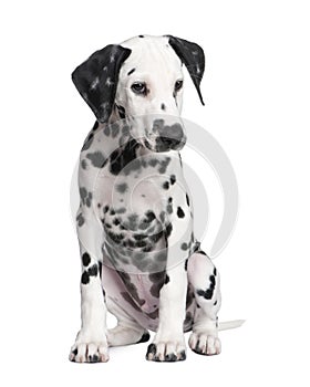 Dalmatian puppy