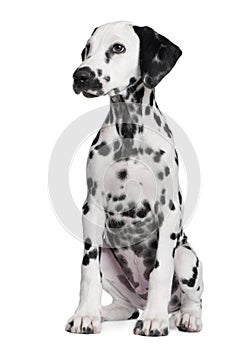 Dalmatian puppy