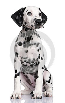 Dalmatian puppy