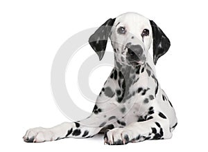 Dalmatian puppy