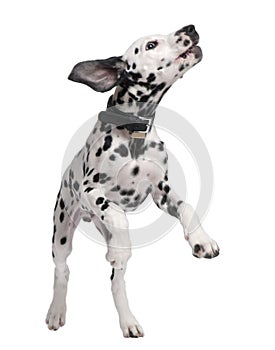 Dalmatian puppy