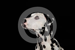 Dalmatian puppy in an alert attitude