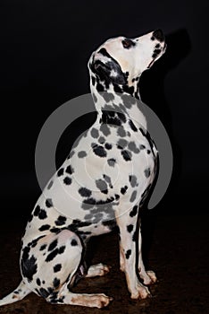 Dalmatian puppy in an alert attitude