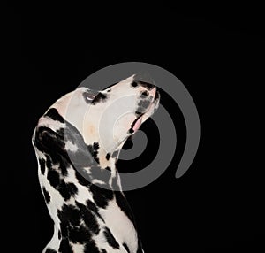 Dalmatian puppy in an alert attitude