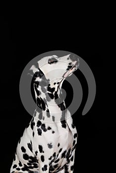 Dalmatian puppy in an alert attitude