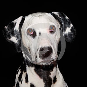 Dalmatian puppy in an alert attitude