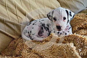 Dalmatian puppy on a blanket