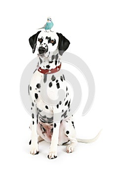 Dalmatian puppy with blue budgerigar on head