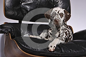 Dalmatian Puppy on chair