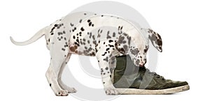 Dalmatian puppy chewing a shoe