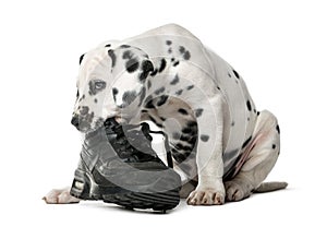 Dalmatian puppy chewing a shoe