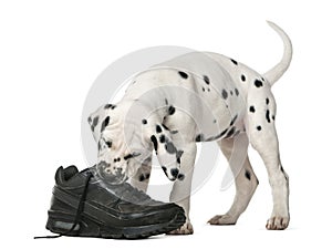 Dalmatian puppy chewing a shoe