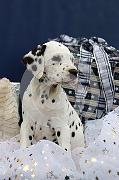 Dalmatian puppy and christmas gifts