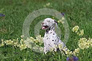 Dalmatian puppy dog
