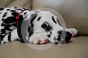 Dalmatian puppy dog lying on a sofa or couch looking at the camera
