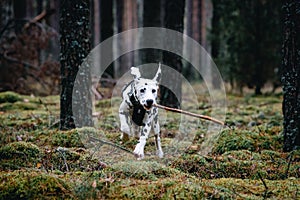 Dalmatian puppy dog playing with a stick in the forest