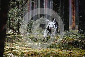 Dalmatian puppy dog playing with a stick in the forest