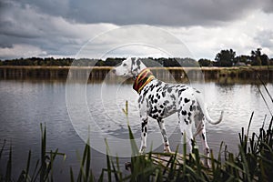 Dalmatian puppy dog standing near the lake