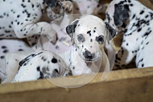 Dalmatian puppy dogs playing with their siblings in a wooden crate with straw