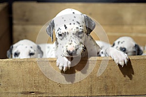 Dalmatian puppy dogs playing with their siblings in a wooden crate with straw