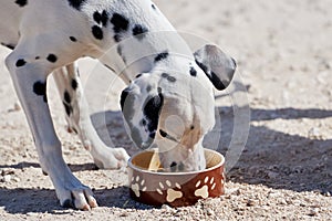 Dalmatian puppy eats dry food from a bowl