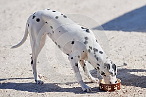 Dalmatian puppy eats dry food from a bowl