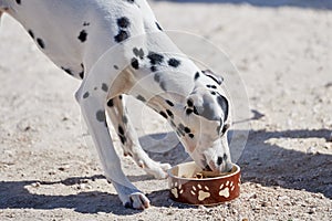 Dalmatian puppy eats dry food from a bowl