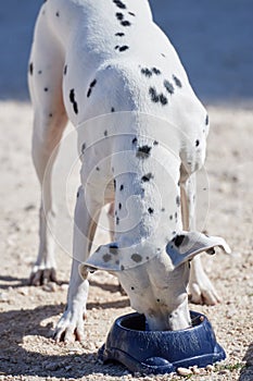 Dalmatian puppy eats dry food from a bowl