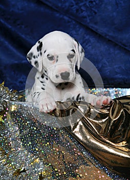 Dalmatian Puppy Gift