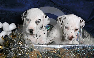 Dalmatian Puppy Gift 2